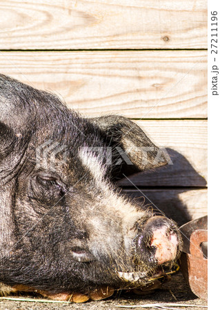ぶたの昼寝 ぶたの昼寝 27211196