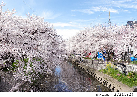 岩倉市 五条川の桜 桜祭りにて 橋の上からの写真素材