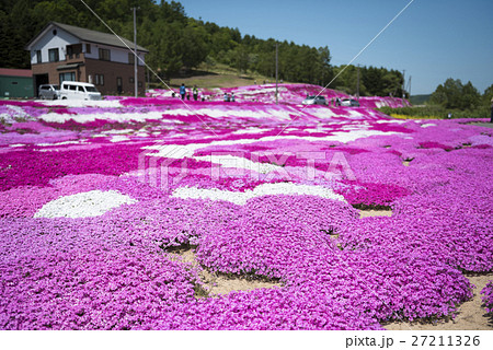 三島さんの芝ざくら(ニセコ) 三島さんの芝ざくら(ニセコ) 27211326