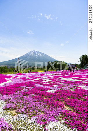 三島さんの芝ざくらと羊蹄山（ニセコ） 27211336