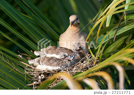 Dove with her chicks 27211771