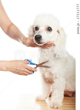 Make hair cut for poodle Make hair cut for poodle 27211777