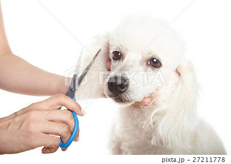 dog barber shop 27211778