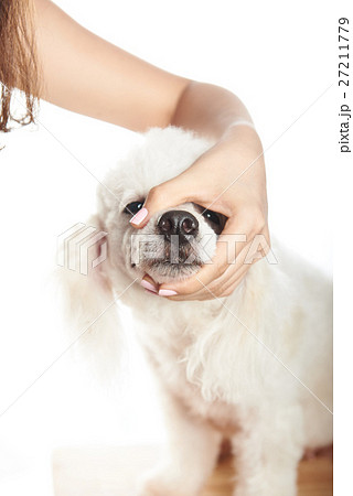 closeup of white dog hair cut closeup of white dog hair cut 27211779