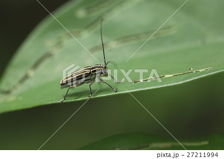 生き物　昆虫　イシガキスジシロカミキリ、八重山産のスジシロカミキリ。縦縞が途切れて点になります 27211994