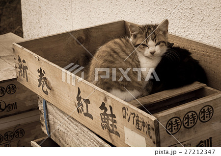 港町の野良猫 27212347