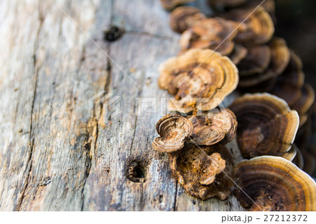 Mushrooms on log Mushrooms on log 27212372