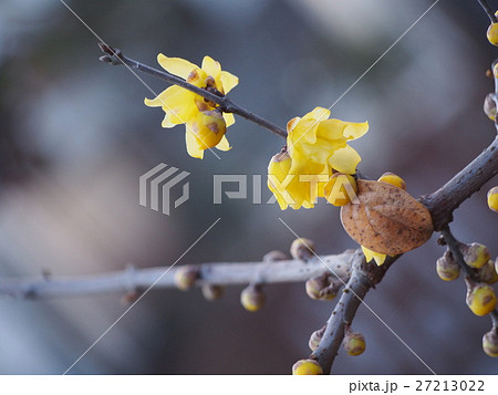 ロ－バイ　蠟梅　蝋梅 27213022