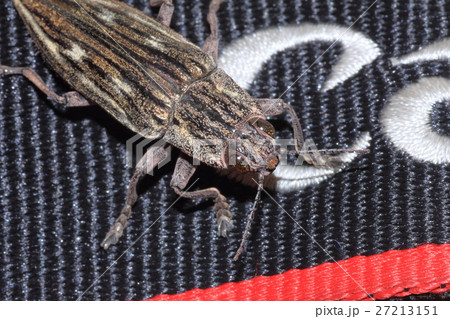 ウバタマムシ 27213151