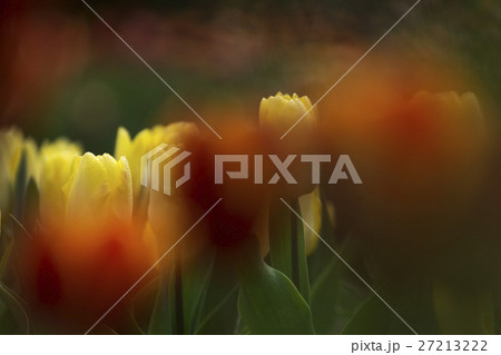 花 フラワー お花 27213222