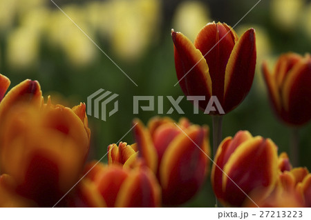 花 フラワー お花 27213223