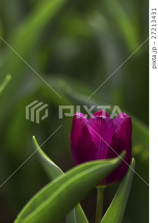 花 フラワー お花 27213431