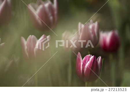 花 フラワー お花 27213523
