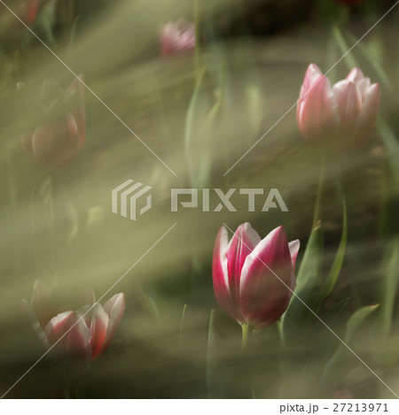 花 フラワー お花 27213971