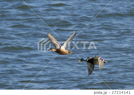 マガモの飛翔 27214141