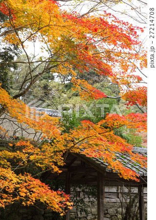 三井寺の紅葉 27214708