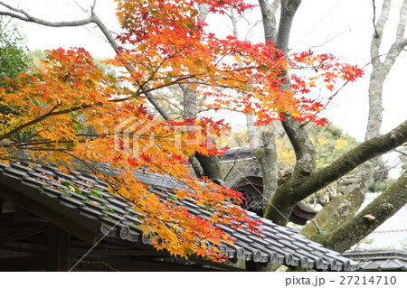 三井寺の紅葉 27214710