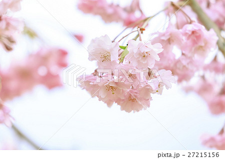 八重桜 八重桜 27215156