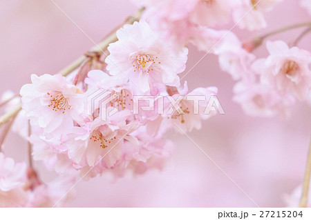 八重桜 八重桜 27215204