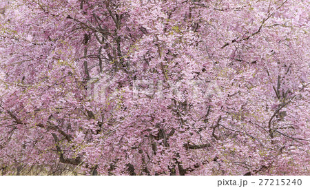 八重桜 八重桜 27215240