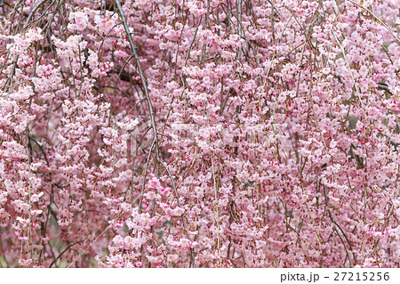 八重桜 八重桜 27215256
