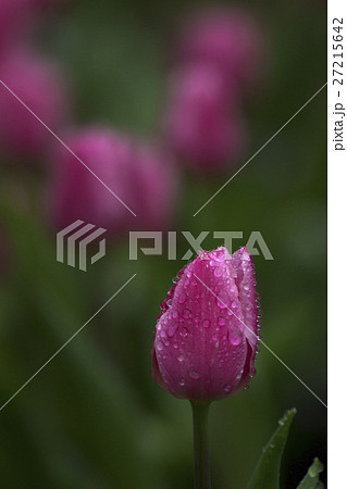 花 フラワー お花 27215642