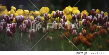 花 フラワー お花 27215750