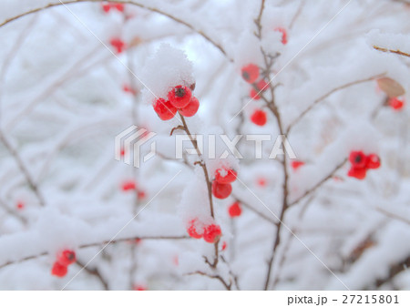 紅したんと雪 紅したんと雪 27215801