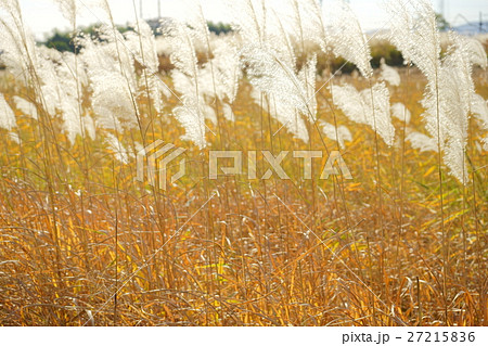 ススキの穂の輝き２ 27215836