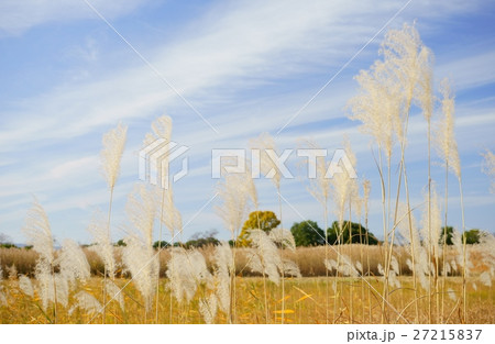 晩秋の景色 27215837