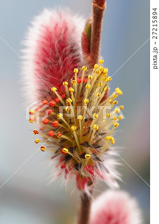 ピンクネコヤナギの花 ピンクネコヤナギの花 27215894