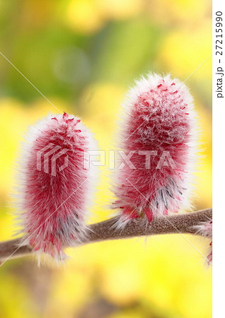 ピンクネコヤナギの花 27215990