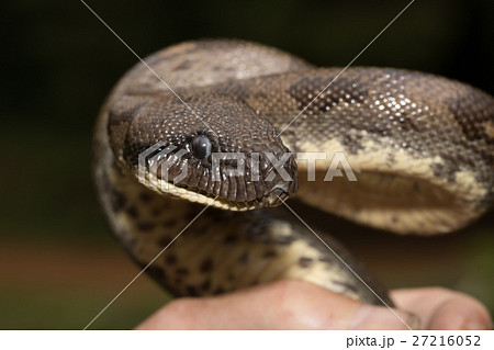 madagascar tree boa, Sanzinia madagascariensis madagascar tree boa, Sanzinia madagascariensis 27216052