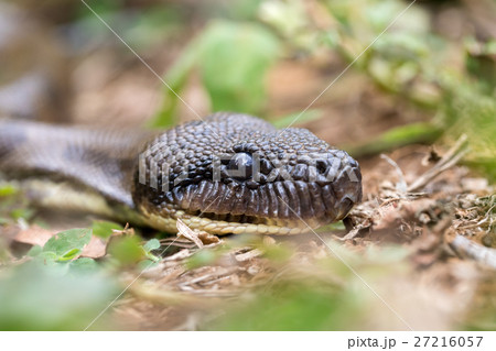 madagascar tree boa, Sanzinia madagascariensis madagascar tree boa, Sanzinia madagascariensis 27216057