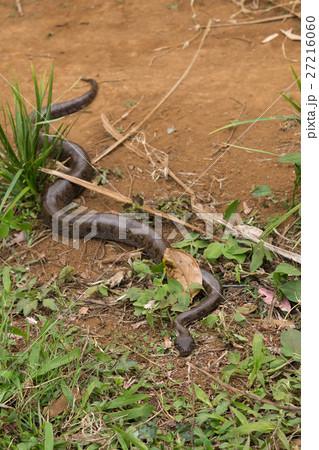 madagascar tree boa, Sanzinia madagascariensis madagascar tree boa, Sanzinia madagascariensis 27216060