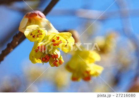 トサミズキの花 27216080