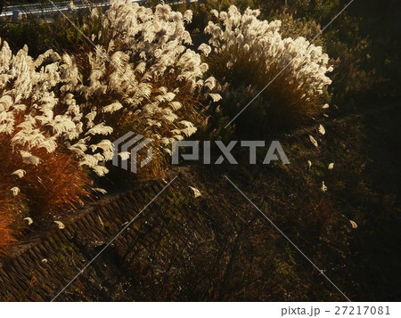 冬 ススキの風景 冬 ススキの風景 27217081