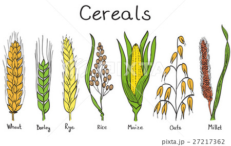 Cereals hand-drawn illustration Cereals hand-drawn illustration 27217362