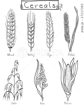 Cereals hand-drawn illustration Cereals hand-drawn illustration 27217363