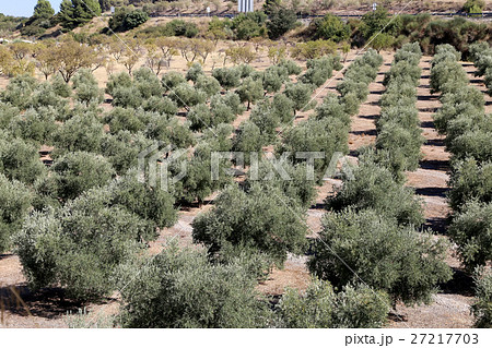 Typical rural landscape. Andalusia, Spain 27217703
