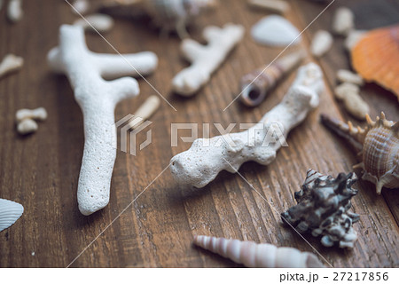 珊瑚の破片 27217856