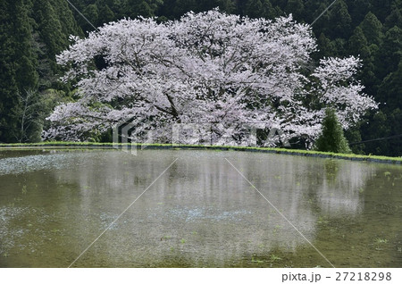 諸木野の桜 牛繋ぎの桜 水田 諸木野の桜 牛繋ぎの桜 水田 27218298
