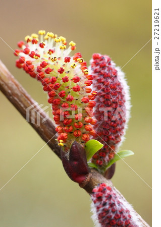イヌコリヤナギの花 27219621