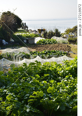 【滋賀県】琵琶湖の離島、沖島の里風景（千円畑） 27219972