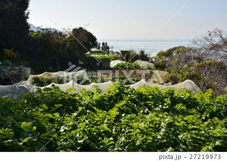 【滋賀県】琵琶湖の離島、沖島の里風景（千円畑） 27219973