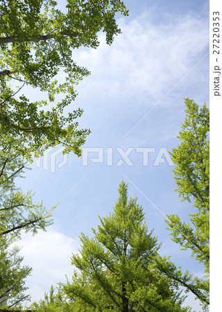 イチョウ並木と晴天の青空と白い雲春のイメージ広告コピースペース 27220353