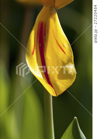 花 フラワー お花 27220484