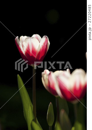 花 フラワー お花 27220485