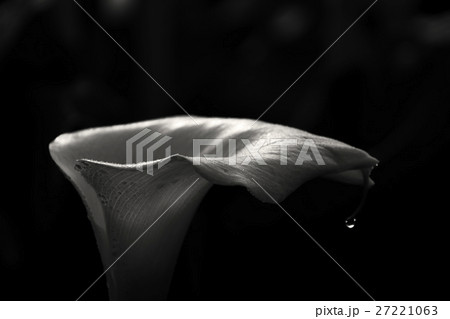 花 フラワー お花 27221063