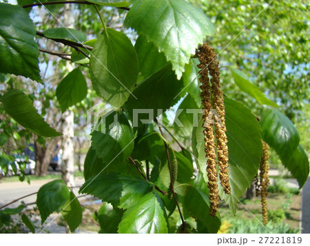 seeds of the ripe fruit of the birch seeds of the ripe fruit of the birch 27221819